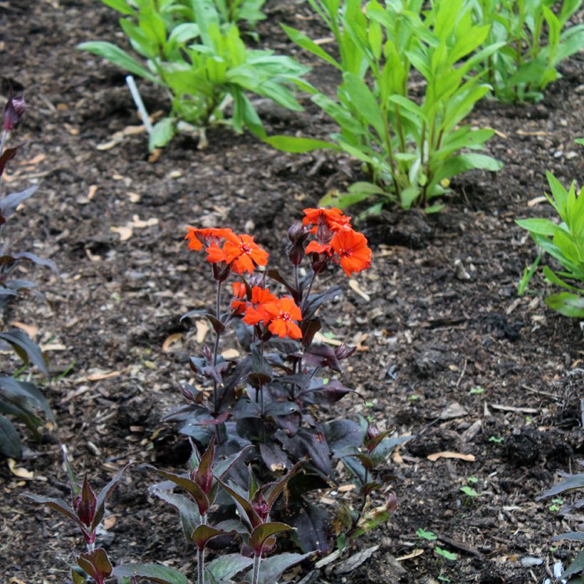 Lychnis x arkwrightii Vesuvius (Plant habit)