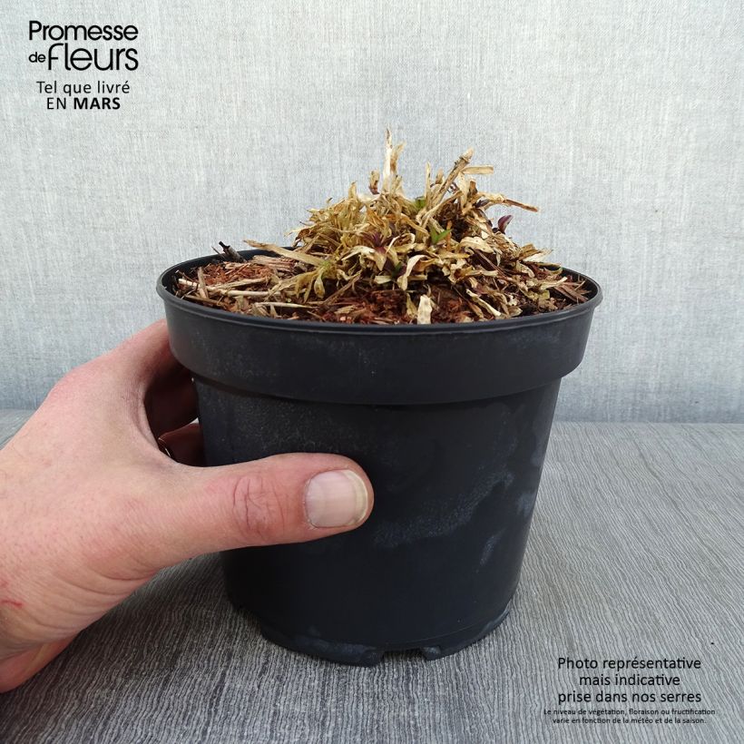 Lychnis flos cuculi Jenny - Oeillet des prés rose en pot de 2L/3L sample as delivered in winter