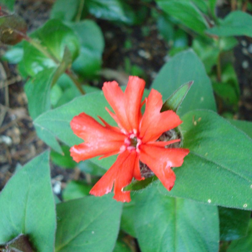 Lychnis x haageana Molten Lava (Foliage)