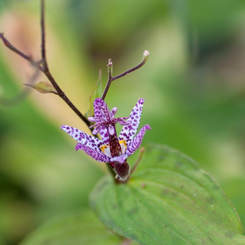 Tricyrtis formosana Pink Freckles - Toad Lily (Flowering)