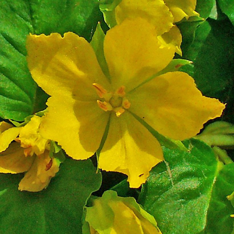 Lysimachia nummularia - Creeping Jenny (Flowering)