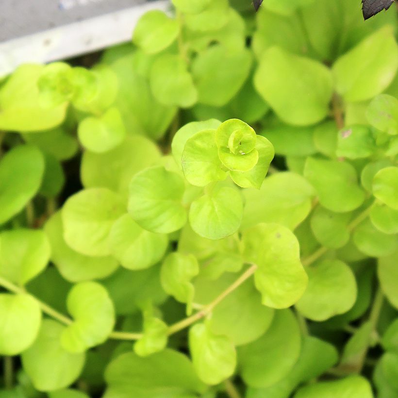 Lysimachia nummularia Goldilocks - Creeping Jenny (Foliage)