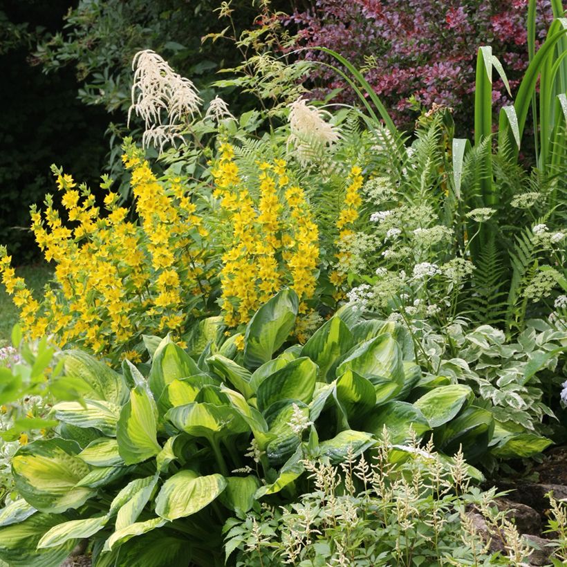 Lysimachia punctata - Loosestrife (Plant habit)