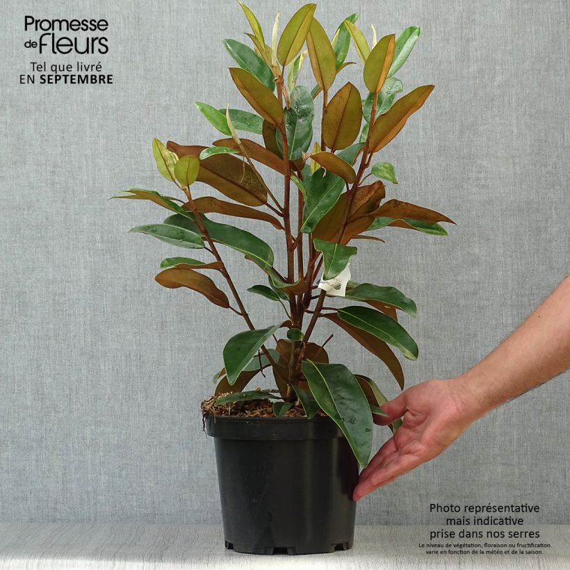 Magnolia grandiflora Alta - Pot de 4L/5L sample as delivered in autumn