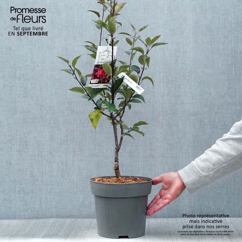 Pommier d'ornement - Malus Dark Rosaleen Pot de 6L sample as delivered in autumn