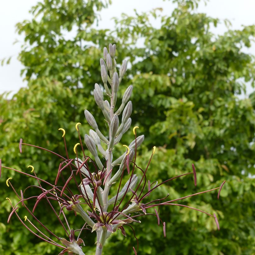 Agave undulata Chocolate Chips (Flowering)