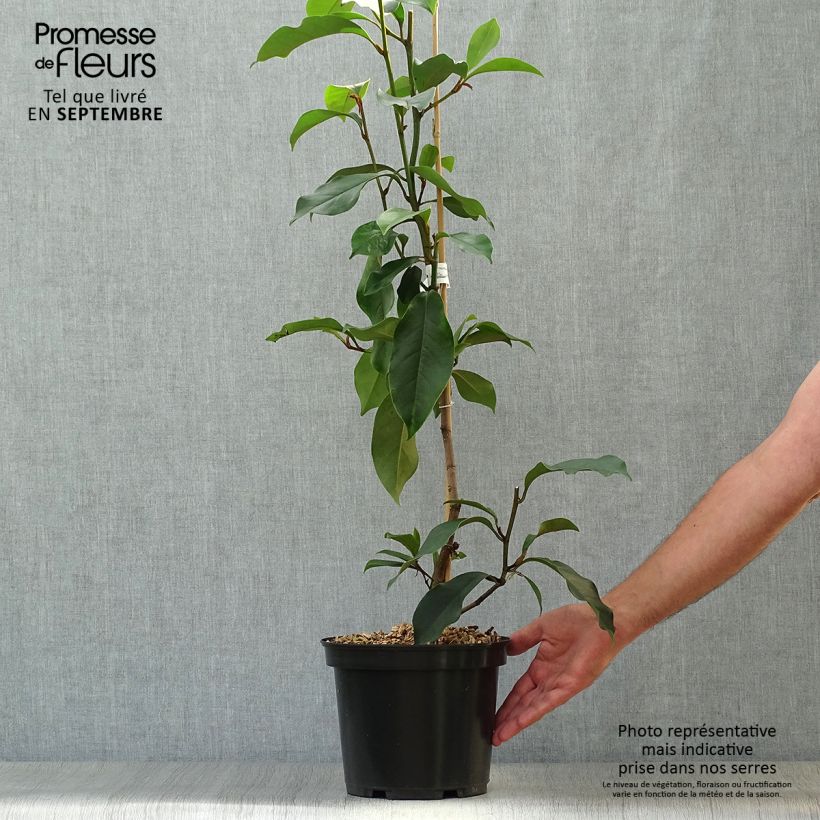 Michelia (x) foggii Allspice - Michelia hybride Pot de 5L sample as delivered in autumn