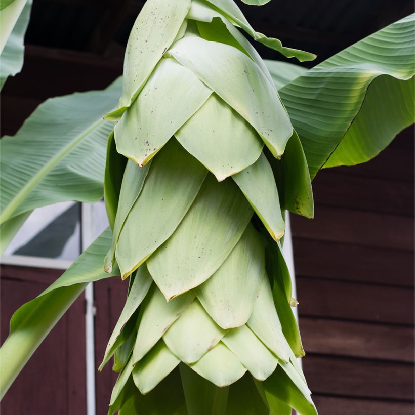 Ensete glaucum - Snow Banana (Flowering)