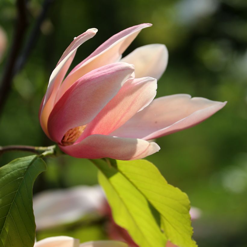 Magnolia Coral Reef (Flowering)