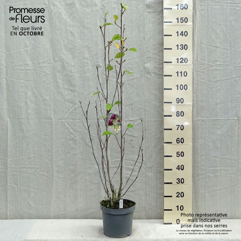 Magnolia Genie Pot de 4L/5L sample as delivered in autumn