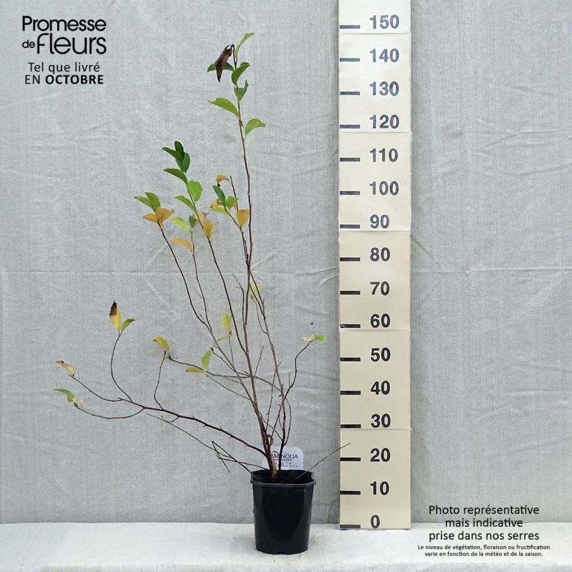 Magnolia George Henry Kern en pot de 3.5L sample as delivered in autumn