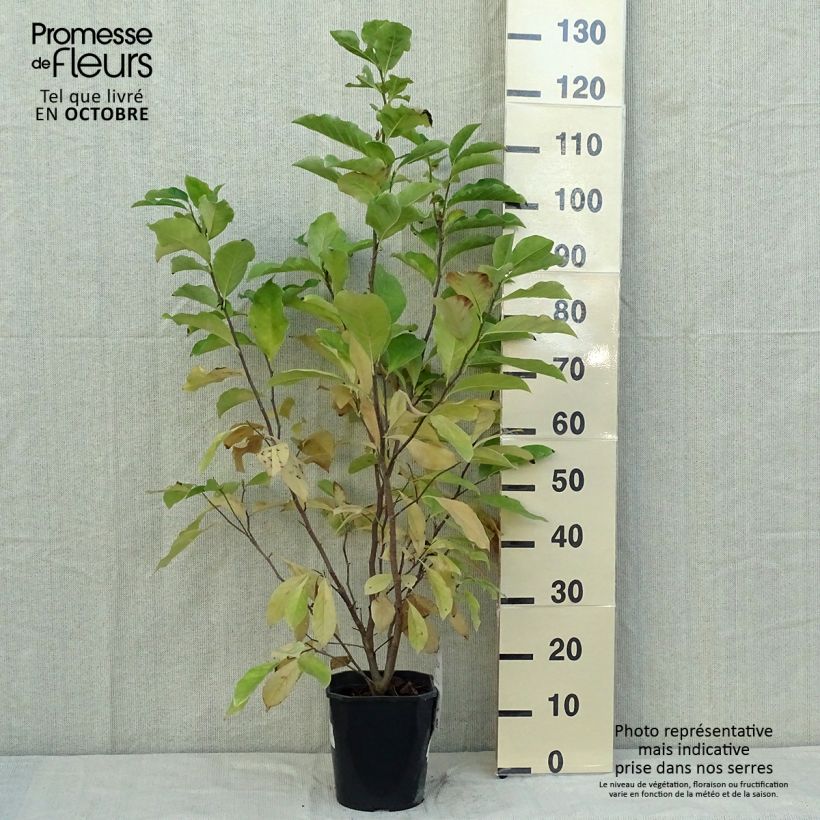 Magnolia Susan Pot de 3L/4L sample as delivered in autumn