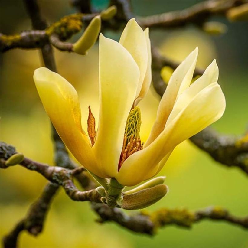 Magnolia  acuminata Butterflies (Flowering)