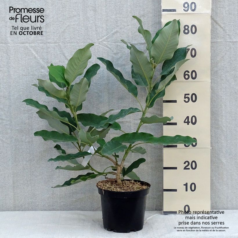 Magnolia delavayi - Magnolia de Chine en pot de 3/4L sample as delivered in autumn