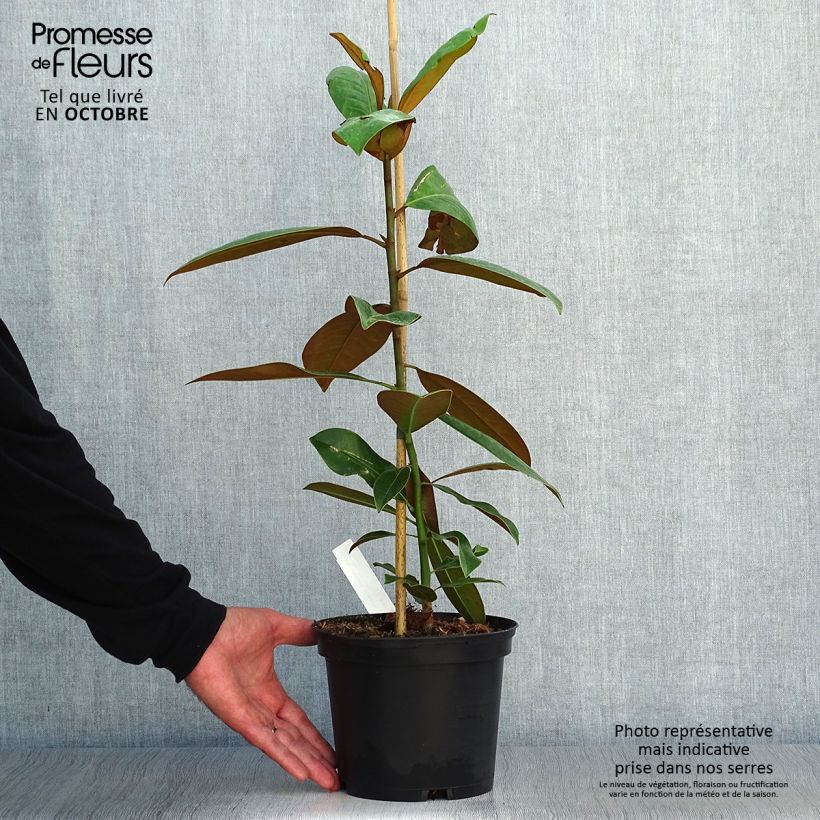 Magnolia grandiflora Ferruginea - Laurier-tulipier Pot de 3L/4L sample as delivered in autumn