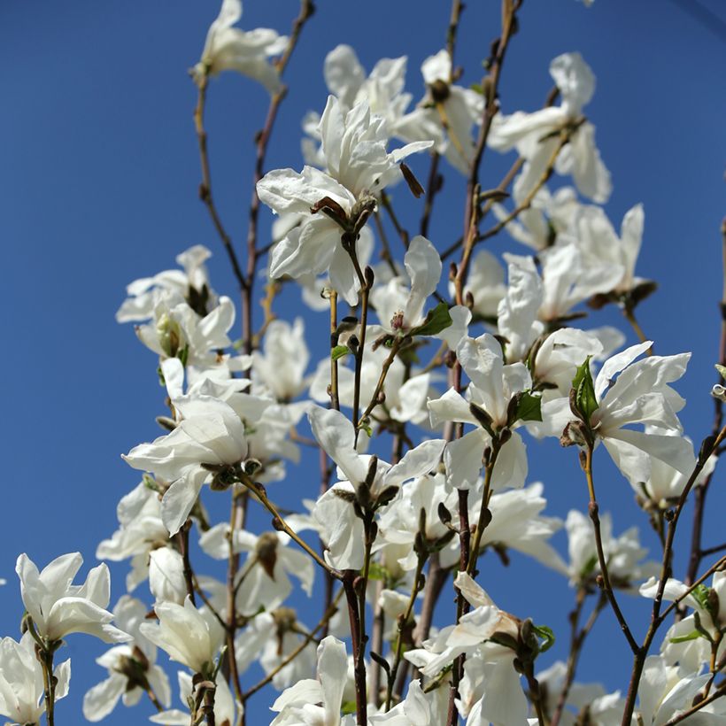 Magnolia kobus Isis MARACZI™ - Kobus magnolia (Flowering)