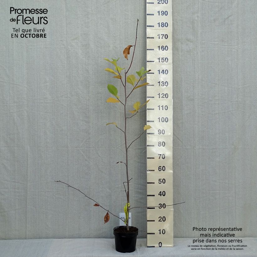 Magnolia soulangeana Alba Superba en pot de 3,5L sample as delivered in autumn