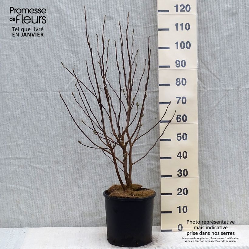 Magnolia stellata Royal Star - Magnolia étoilé en pot de 12L/15L sample as delivered in winter