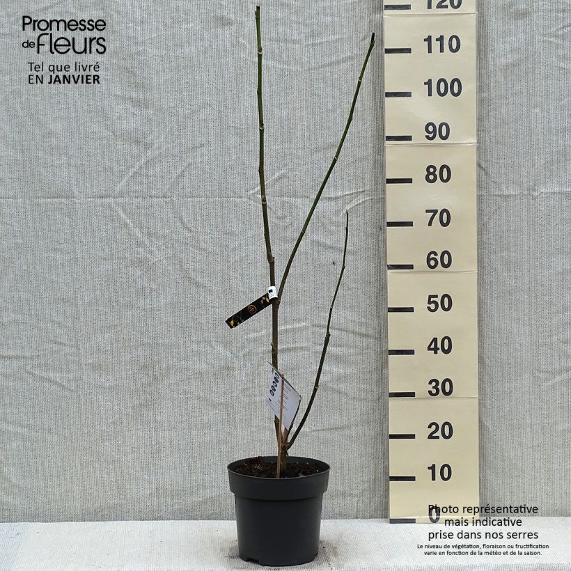 Magnolia x soulangeana Cameo  Pot de 5L sample as delivered in winter