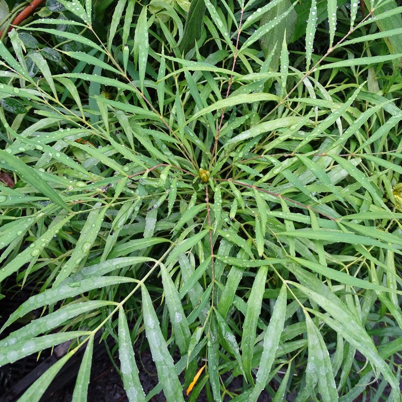 Mahonia Soft Caress - Mahonia hybrid (Foliage)