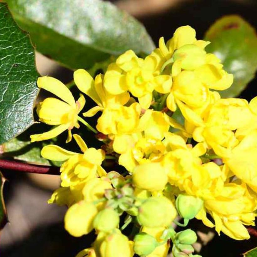 Mahonia aquifolium (Flowering)