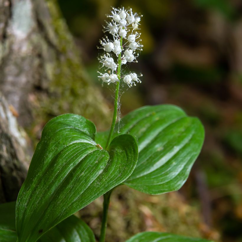 Maianthemum kamtschaticum (Flowering)