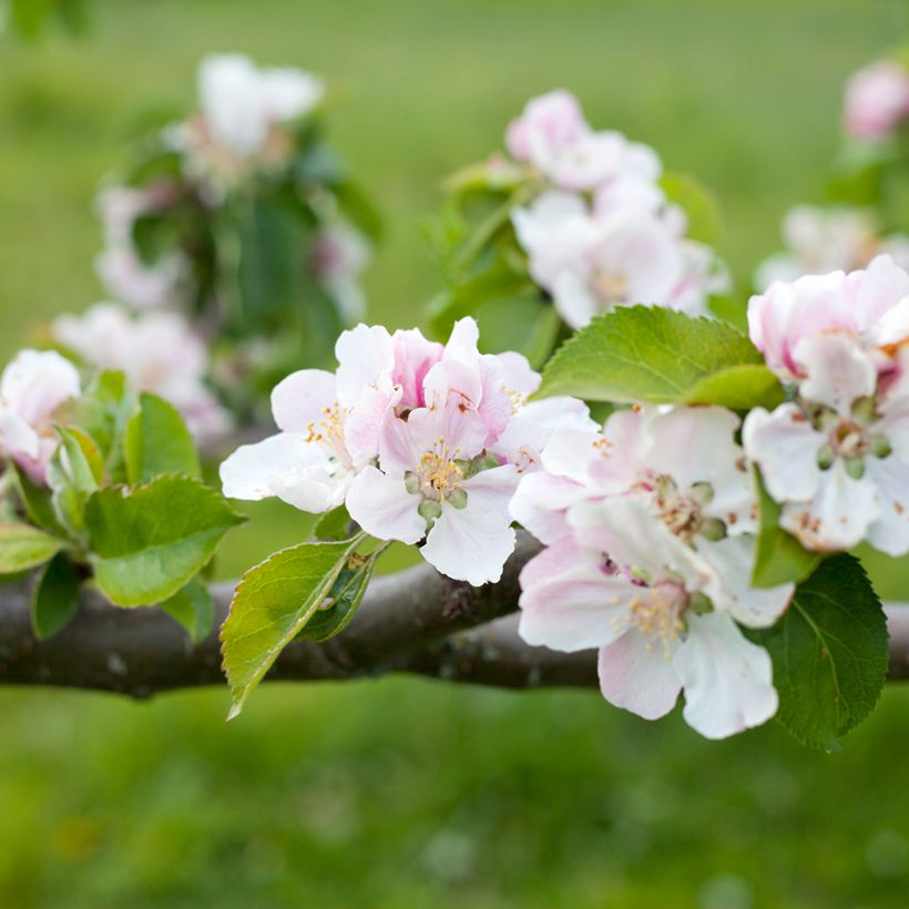 Apple Tree Bramley's Seedling - Malus domestica  (Flowering)