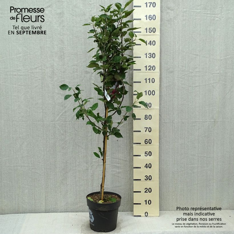 Pommier Ingrid Marie Pot de 7,5L/10L sample as delivered in autumn