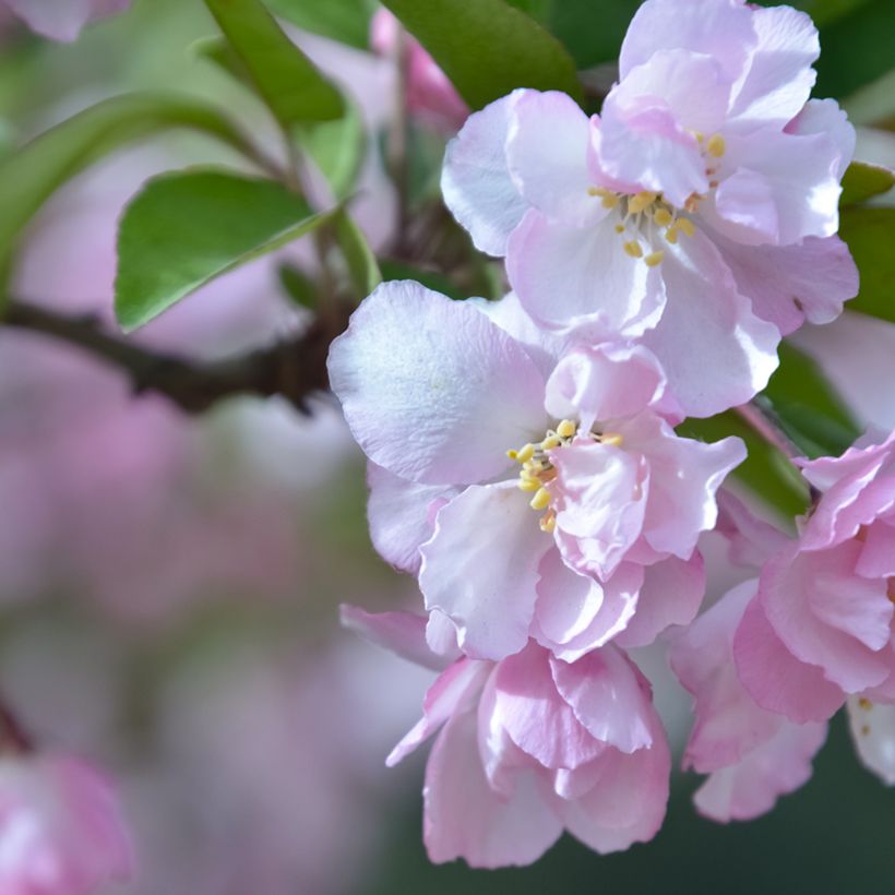 Malus micromalus - Dwarf Crab Apple (Flowering)