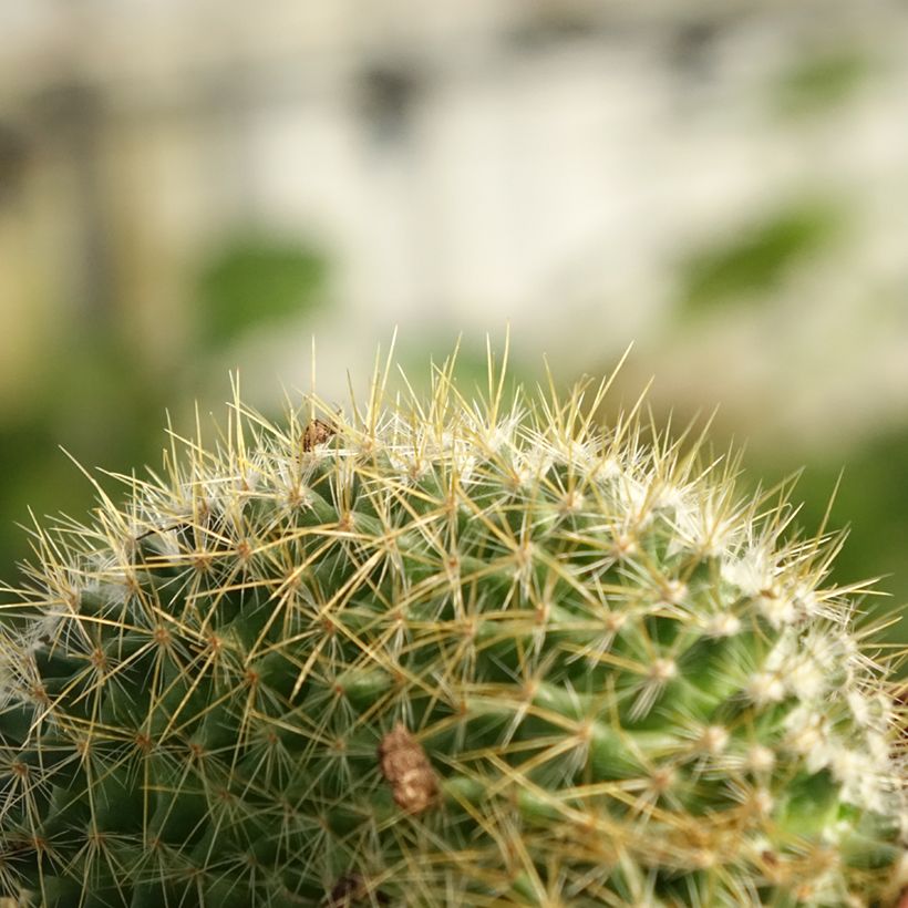 Mammillaria elongata Cristata (Foliage)