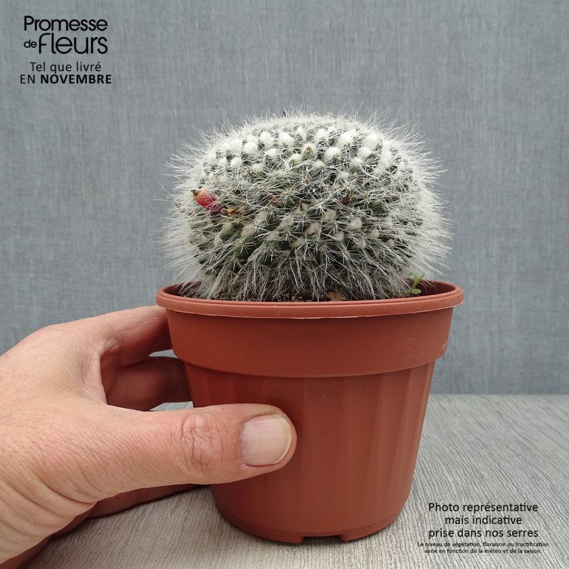 Mammillaria perbella  Pot de 13 cm sample as delivered in autumn