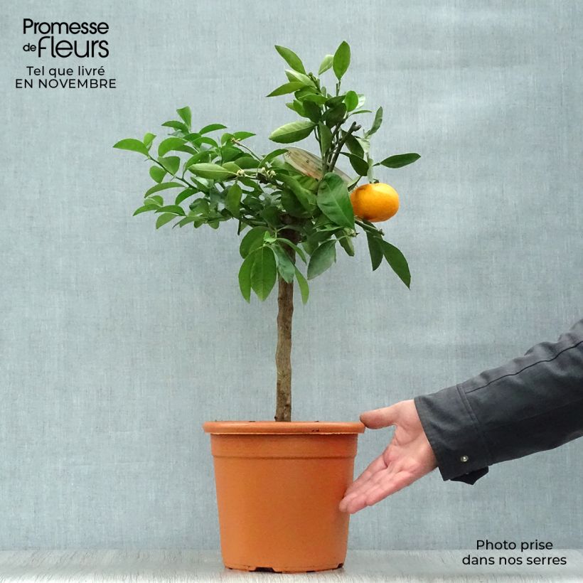 Mandarinier Satsuma - Citrus unshiu Pot de 4L/5L sample as delivered in autumn