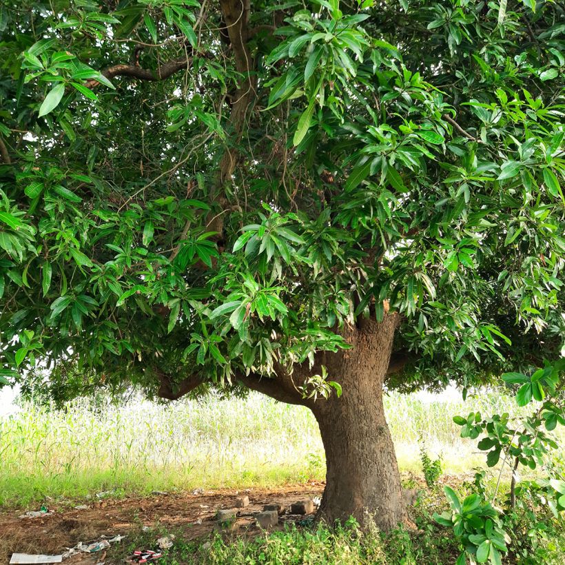 Mangifera indica - Mango Tree (Plant habit)