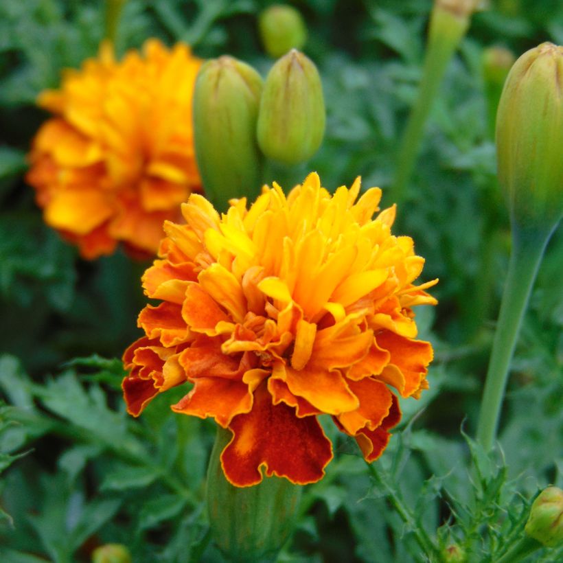 French Marigold Mowgli Bicolour Seeds - Tagetes patula (Flowering)