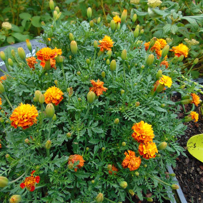 French Marigold Mowgli Bicolour Seeds - Tagetes patula (Plant habit)