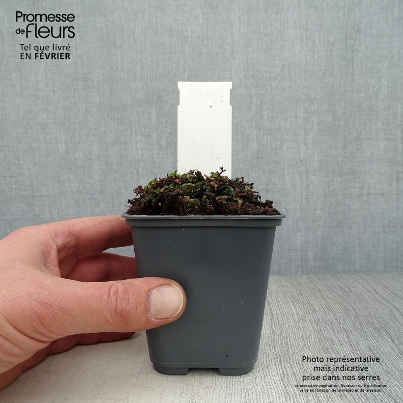 Marjolaine pizza - Origanum majorana Godet de 9cm sample as delivered in winter