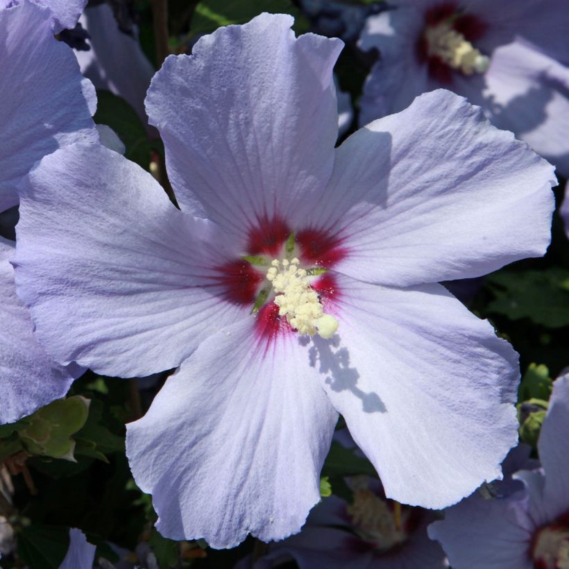 Hibiscus syriacus AZURRI - Rose of Sharon (Flowering)