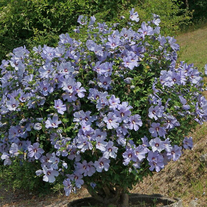 Hibiscus syriacus AZURRI - Rose of Sharon (Plant habit)