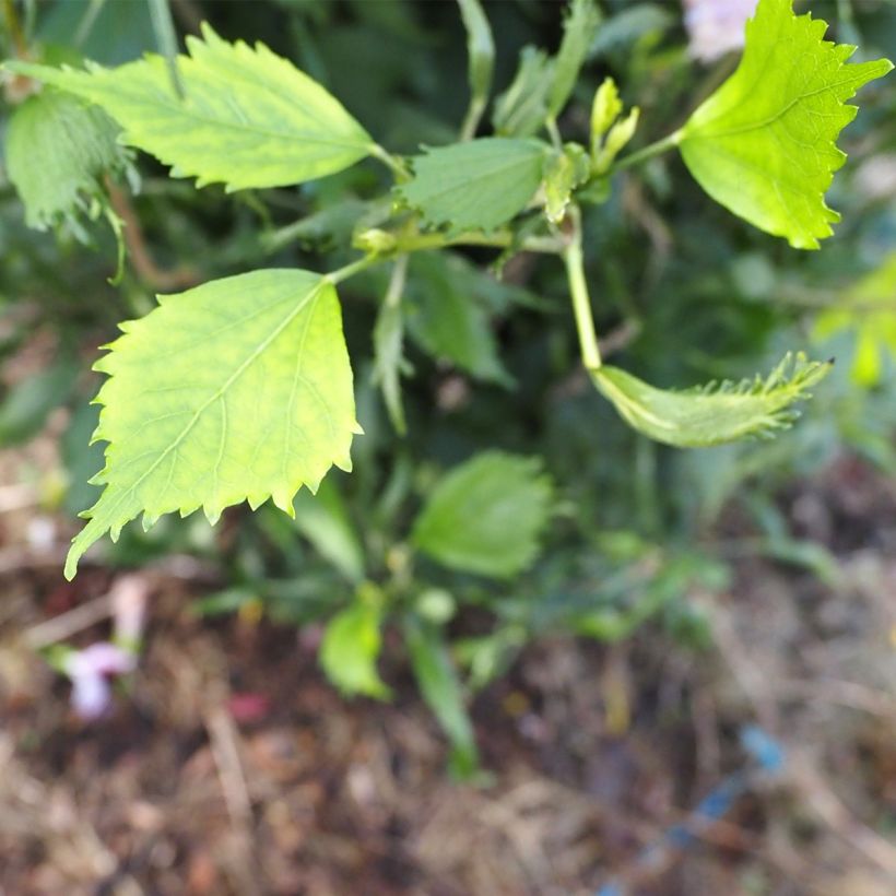 Hibiscus syriacus Purple Pillar - Rose of Sharon (Foliage)