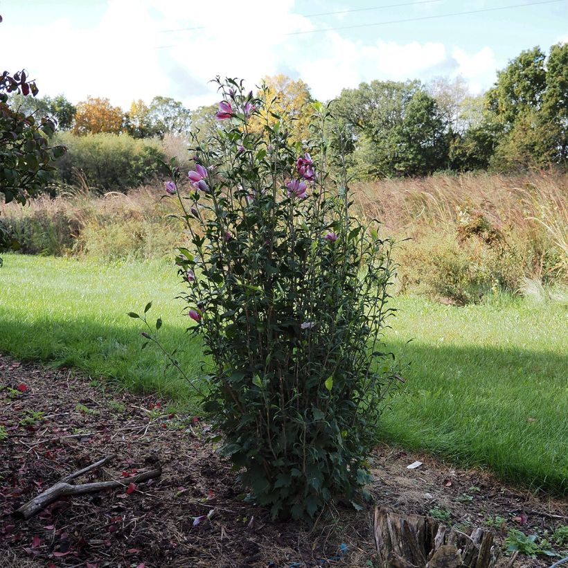 Hibiscus syriacus Purple Pillar - Rose of Sharon (Plant habit)