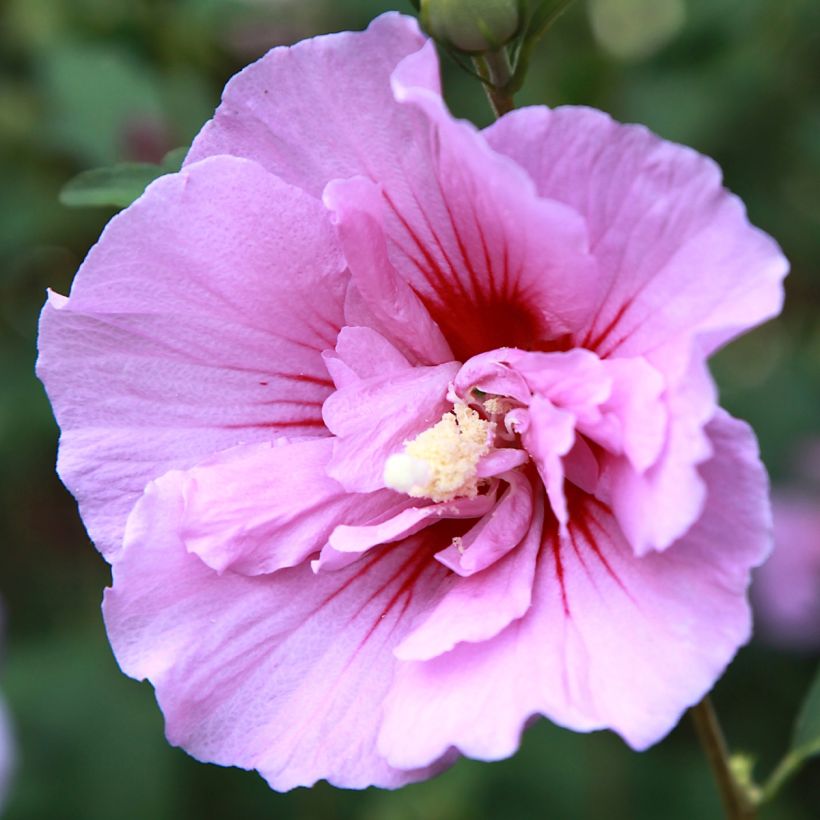 Hibiscus syriacus Purple Pillar - Rose of Sharon (Flowering)