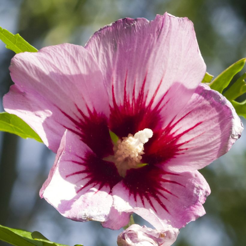 Hibiscus syriacus ROSSO - Rose of Sharon (Flowering)