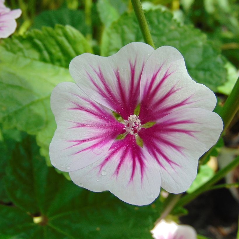 Malva sylvestris - Mallow (Flowering)