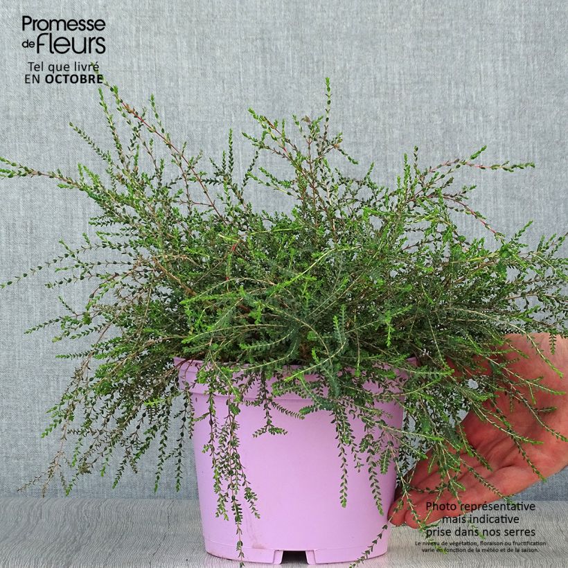 Melaleuca gibbosa Pot de 2L/3L sample as delivered in autumn