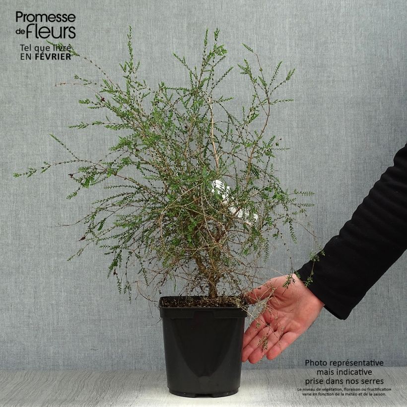 Melaleuca squamea - cajeputier squameux Pot de 3L/4L sample as delivered in winter