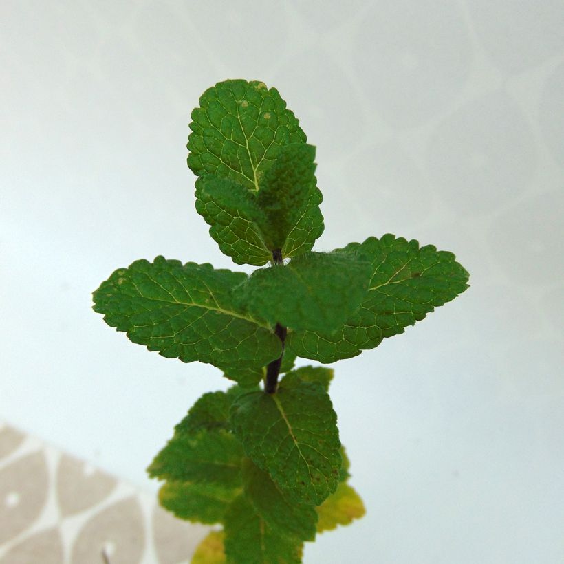 Mentha Algerienne (Foliage)