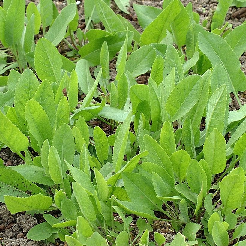 Tanacetum balsamita (Plant habit)