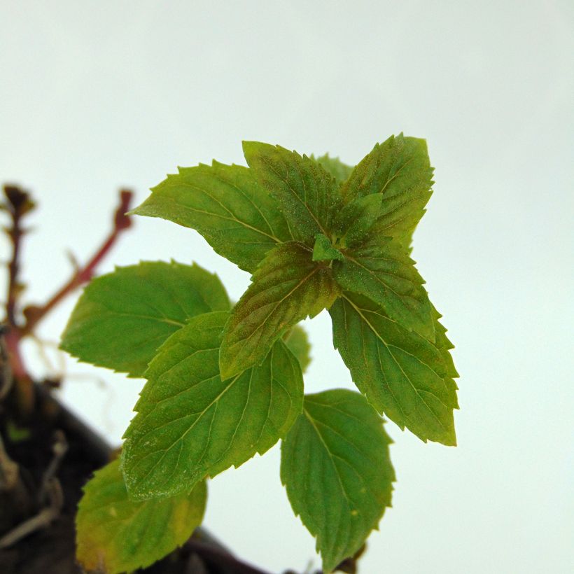 Cologne Water Mint BIO - Mentha citrata Cologne Water (Foliage)