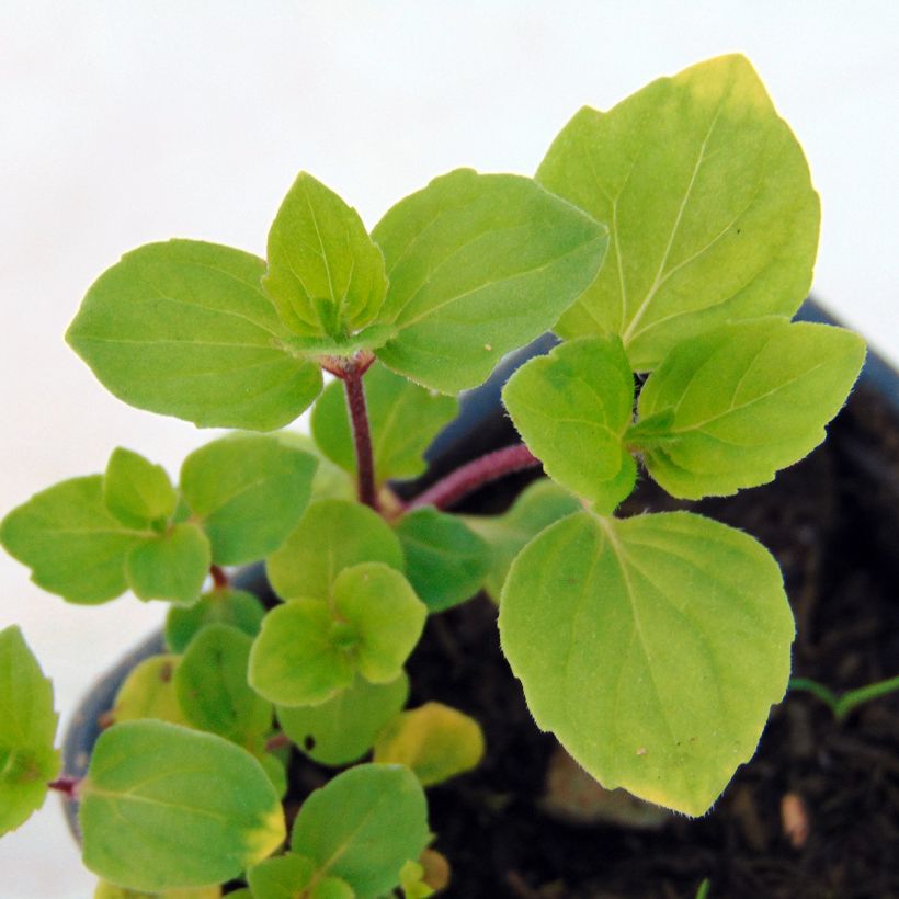 Organic Mentha piperita Ginger (Foliage)