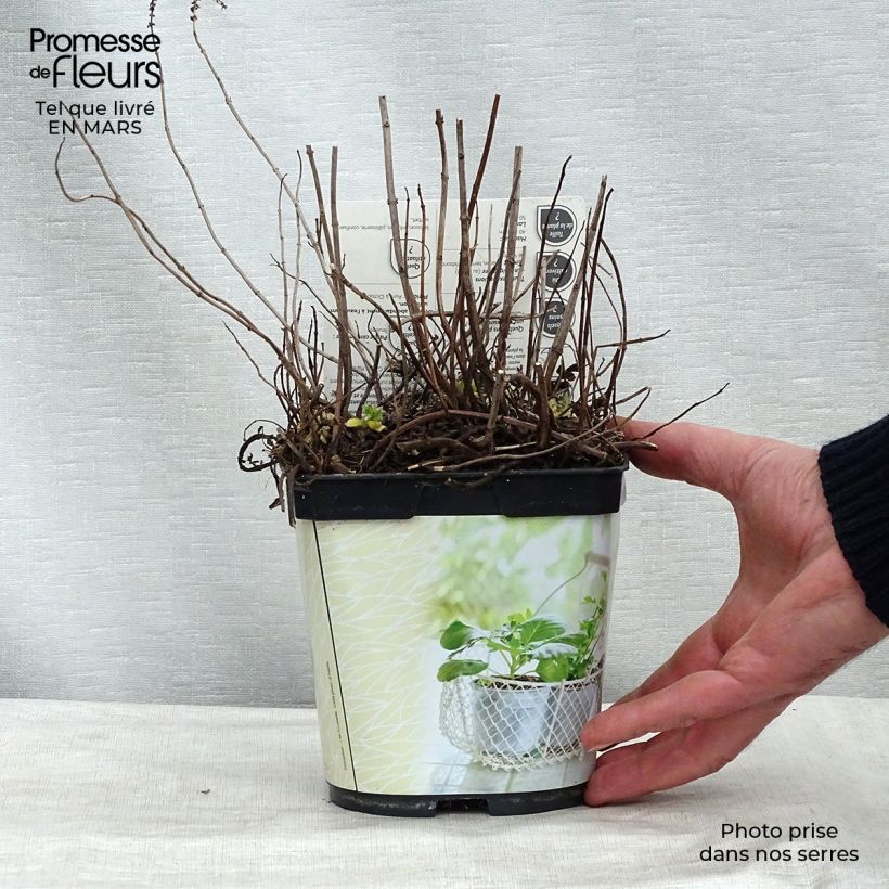 Menthe Mojito Bio - Mentha hemingwayensis en plant Bio - pot de 1L./1.5L. sample as delivered in winter